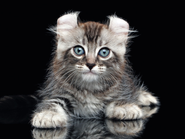 American Curl al SuperCat Show 2025