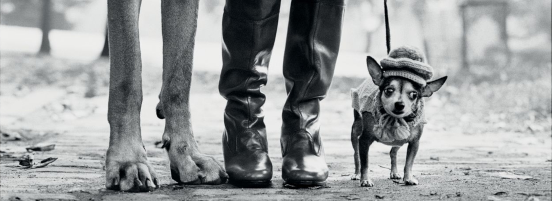 Elliott Erwitt. Icons