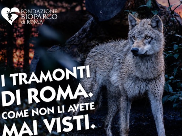 Il Bioparco al Tramonto-Foto: locandina ufficiale della manifestazione Il Bioparco al Tramonto-Foto: locandina ufficiale della manifestazione