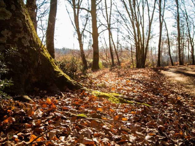 Parco Naturale Regionale di Bracciano-Martignano-Foto: Pagina Facebook ufficiale