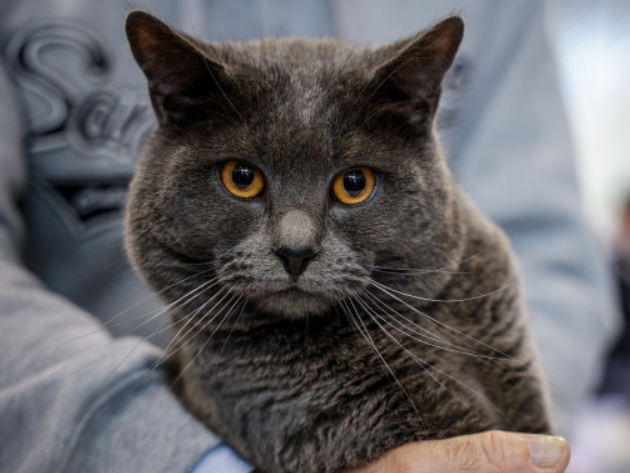 Quattrozampeinfiera 2026