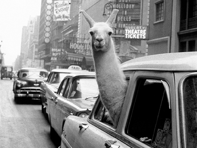 Un lama a Times Square, New York, 1957 © Fotohof archiv Inge Morath Magnum Photos