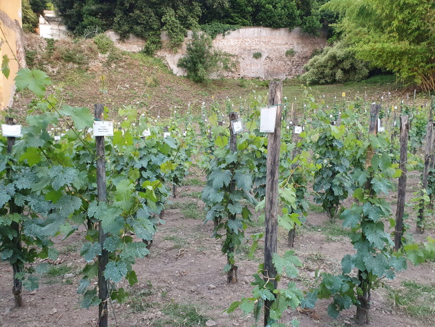 Vigneto Italia Vigneto Italia