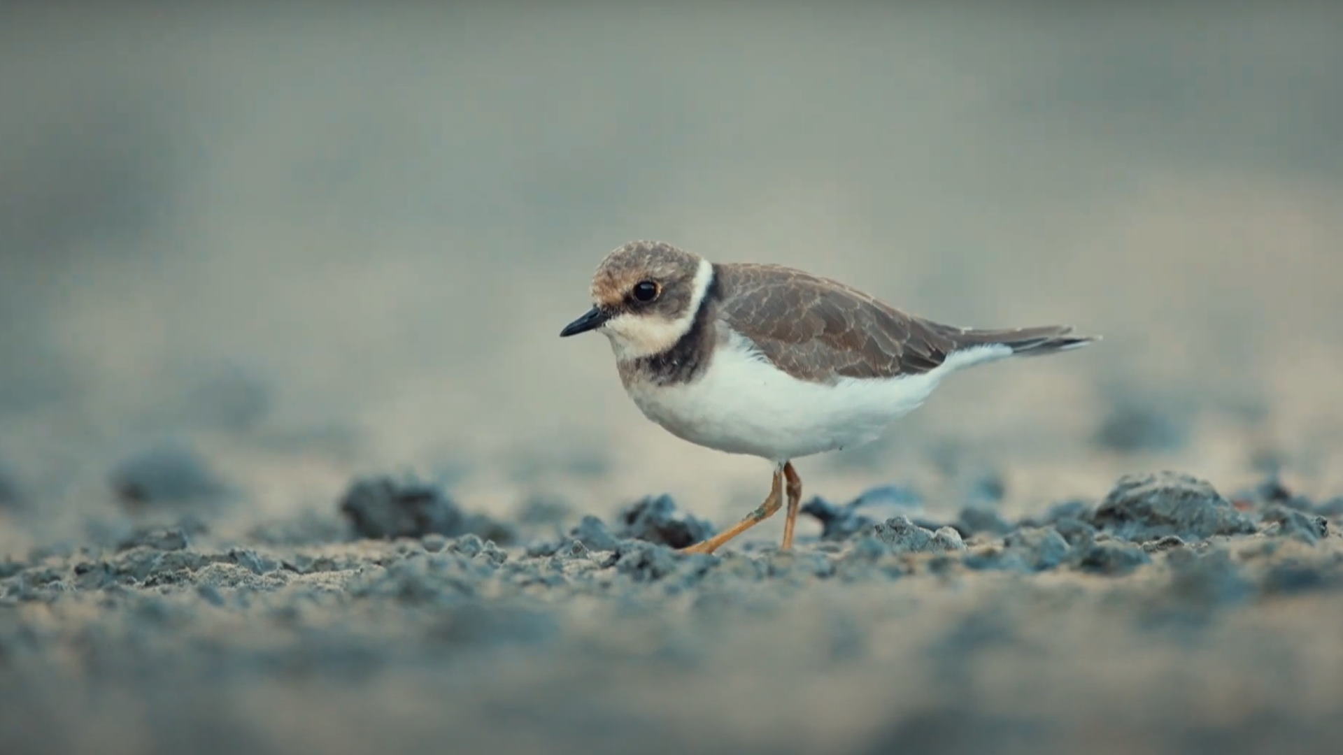 mare di roma - natura video  | Turismo Roma