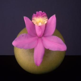 Orchid, 1987 © Robert Mapplethorpe Foundation. Used by permission.jpg