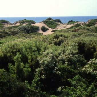 Le dune costiere