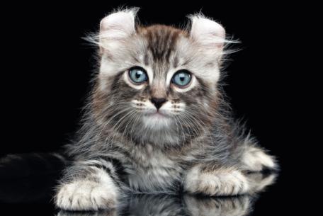 American Curl al SuperCat Show 2025