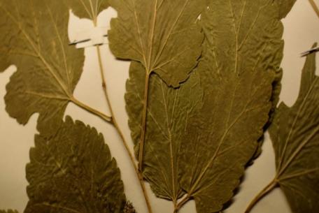 Dalle carte d'ARchivio alle carte d'ARtista. Erbari, foglie e fogli di carta: risorse preziose per la creatività-Foto: Archivio di Stato di Roma Pagina Facebook