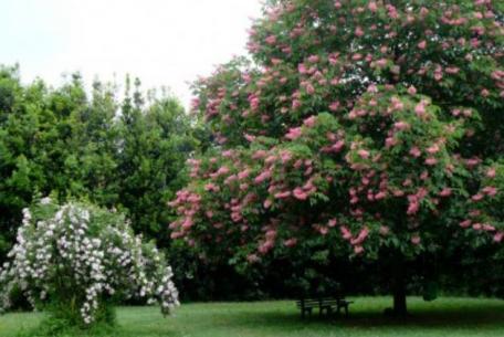 Giardino delle Rose Del Bufalo di Valleranello Giardino delle Rose Del Bufalo di Valleranello