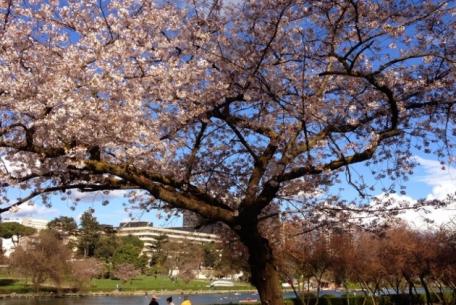 Hanami - Fioritura dei Sakura (Ciliegi giapponesi) all'Eur-Foto: sito ufficiale turismoroma