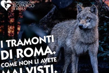 Il Bioparco al Tramonto-Foto: locandina ufficiale della manifestazione Il Bioparco al Tramonto-Foto: locandina ufficiale della manifestazione
