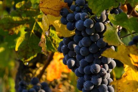 La Vendemmia di Roma 2021 La Vendemmia di Roma 2021