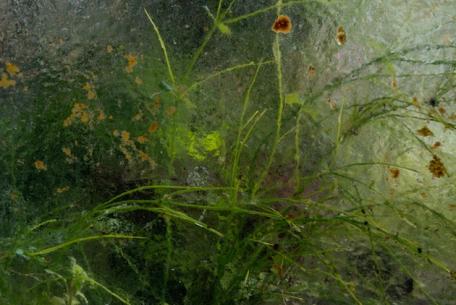 La vie en vert-Foto: sito ufficiale della Galleria del Cembalo La vie en vert-Foto: sito ufficiale della Galleria del Cembalo