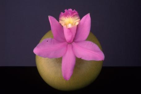 Orchid, 1987 © Robert Mapplethorpe Foundation. Used by permission.jpg