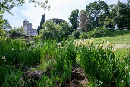 Orto Botanico di Roma - Iris Orto Botanico di Roma - Iris