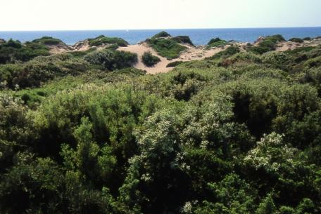 Le dune costiere