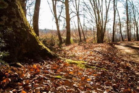 Parco Naturale Regionale di Bracciano-Martignano-Foto: Pagina Facebook ufficiale