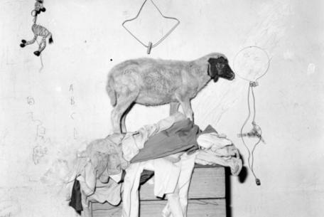 Roger Ballen, Sheep on cupboard, 2003 Roger Ballen, Sheep on cupboard, 2003