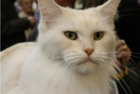 Super Cat Show-Fiera di Roma Super Cat Show-Fiera di Roma