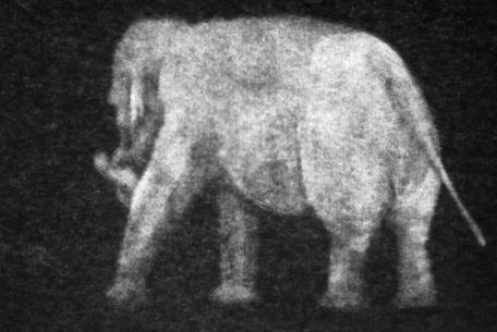 Marta Roberti, there is an elephant in the room Marta Roberti, there is an elephant in the room