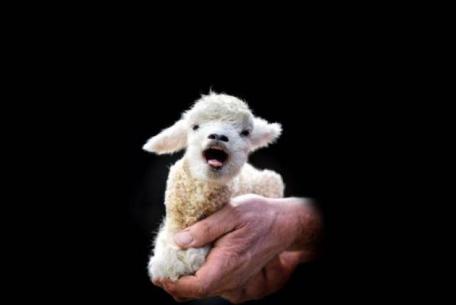 The Lamb Lies Down on Broadway 2.0 The Lamb Lies Down on Broadway 2.0