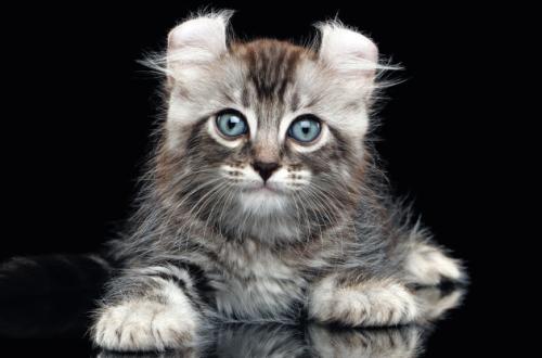 American Curl al SuperCat Show 2025 American Curl al SuperCat Show 2025