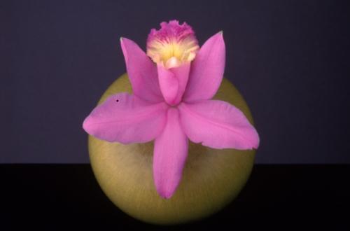 Orchid, 1987 © Robert Mapplethorpe Foundation. Used by permission.jpg Orchid, 1987 © Robert Mapplethorpe Foundation. Used by permission.jpg