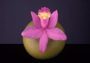 Orchid, 1987 © Robert Mapplethorpe Foundation. Used by permission.jpg