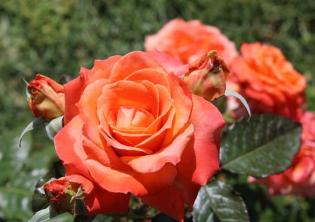 Rosa in fiore