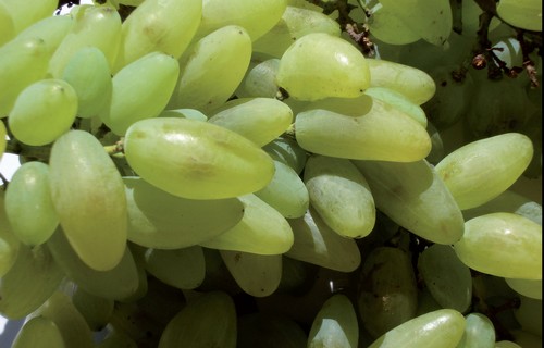 Uva cornicella Uva cornicella
